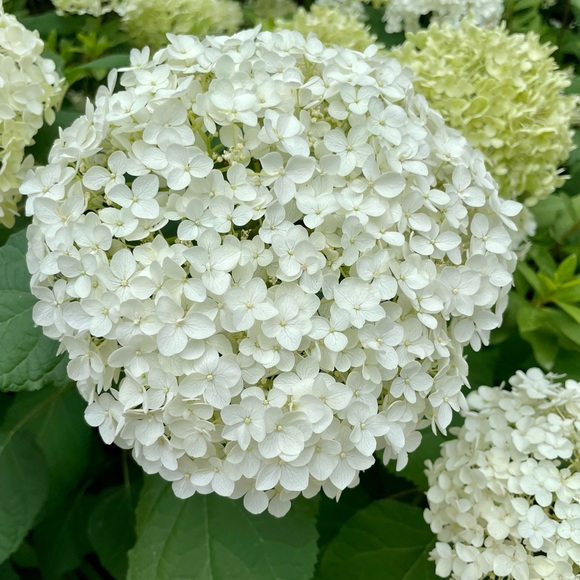tchandrasekhar